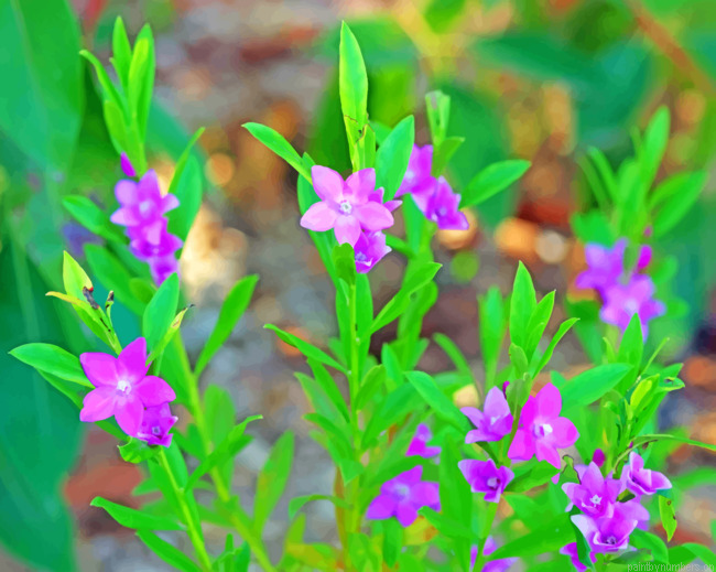 Waxflower Crowea Saligna Painting By Numbers.png