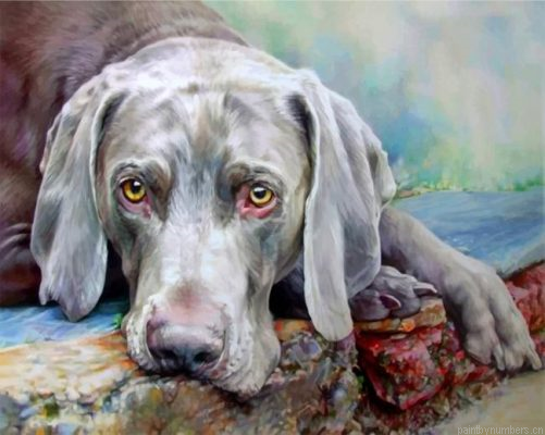 Weimaraner Dog Painting By Numbers.png