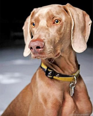 Weimaraner Dog Pet Painting By Numbers.png