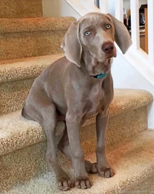 Weimaraner Painting By Numbers.png