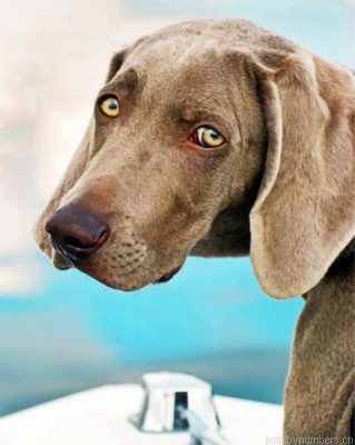 Weimaraner Pet Painting By Numbers.png