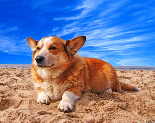 Welsh Corgi Dog Painting By Numberss.png