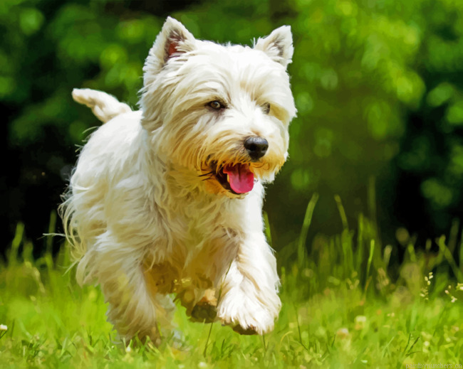 West Highland Terrier Painting By Numberss.png