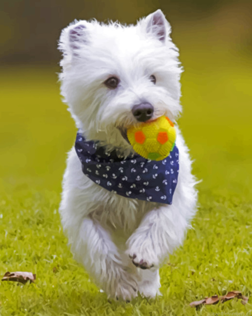 West Highland White Terrier Playing Painting By Numberss.png