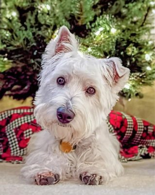 Westie Puppy Painting By Numbers.png