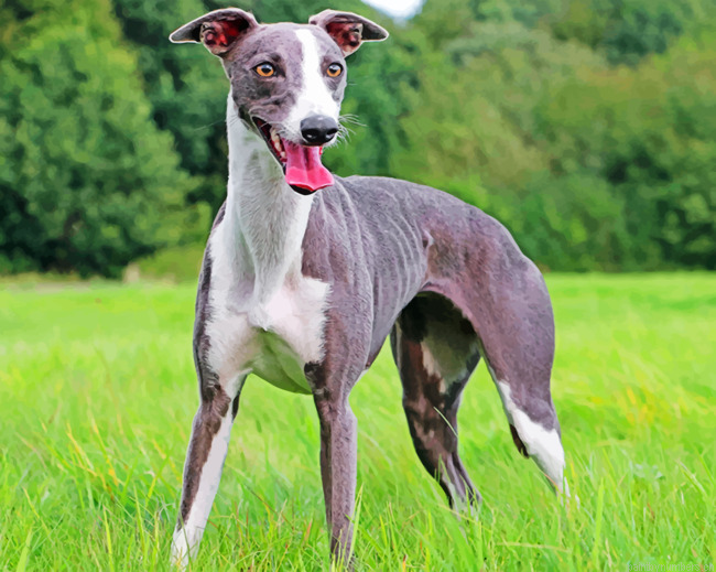 Whippet Dog Painting By Numbers.png