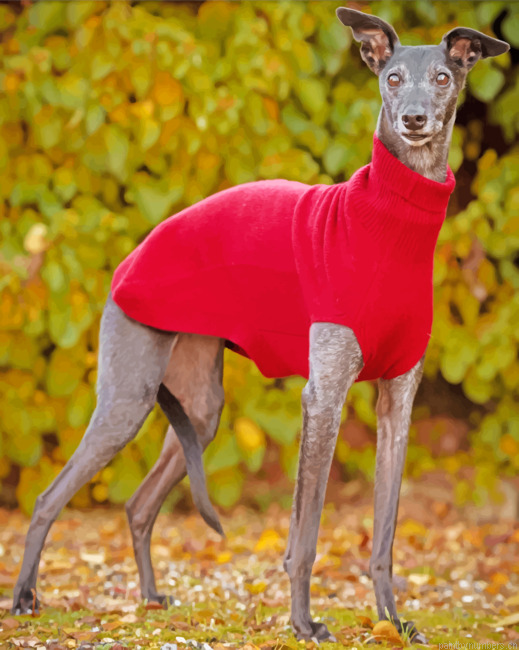 Whippet Dog Wearing Red Painting By Numbers.png
