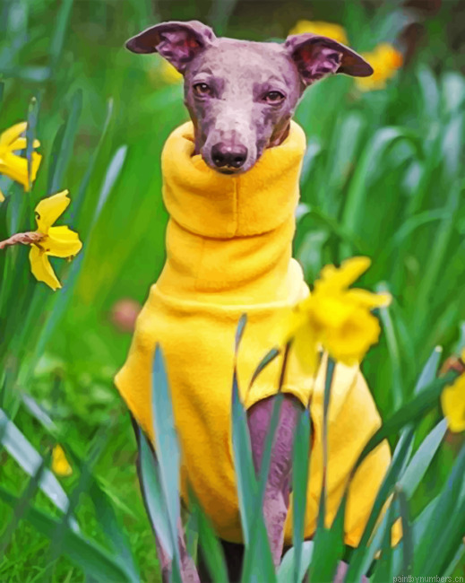 Whippet Dog Wearing Yellow Painting By Numbers.png