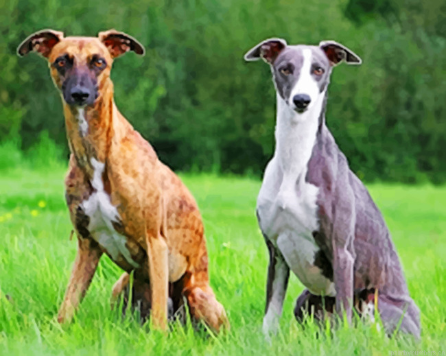 Whippet Dogs Painting By Numbers.png