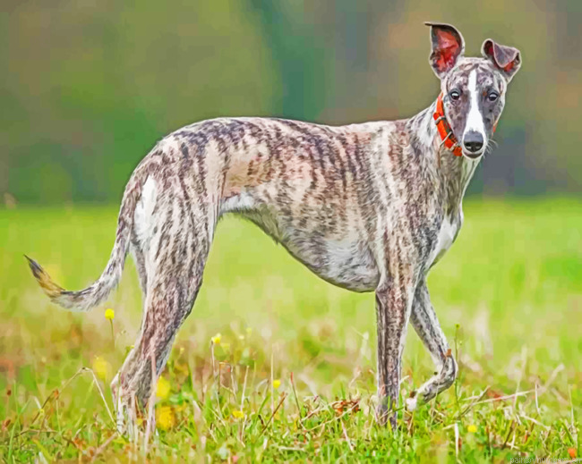 Whippet Lifespan Header Painting By Numbers.png