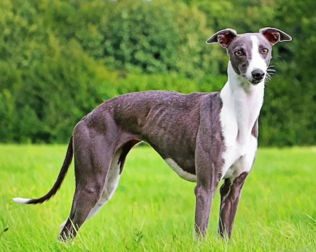 Whippet Painting By Numbers.png