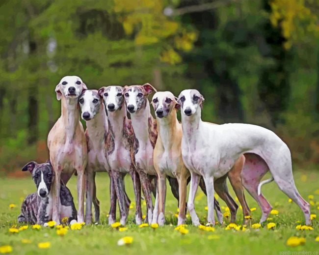 Whippet Puppies Painting By Numbers.png