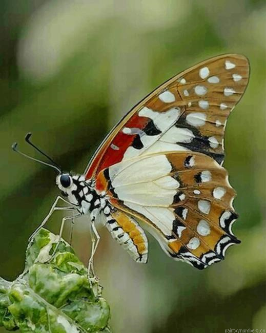White Admiral Butterfly Insects Painting By Numberss.png