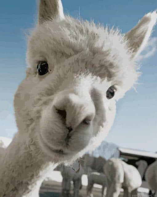 White Adorable Llama Painting By Numbers.png