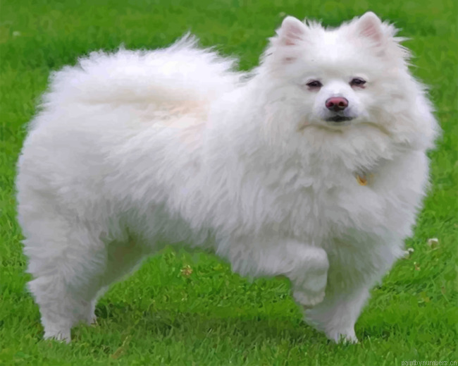 White American Eskimo Painting By Numberss.png