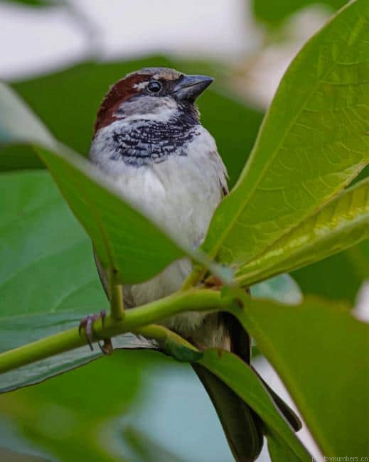 White And Black Bird On Green Leaf Painting By Numberss.png