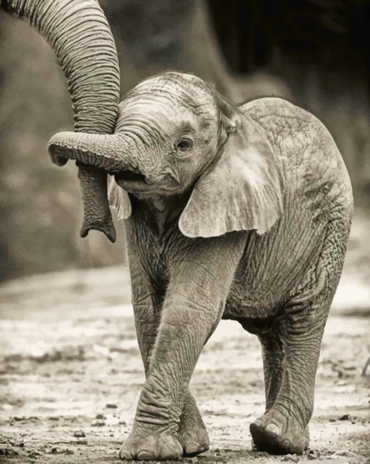 White And Black Elephant Painting By Numberss.png
