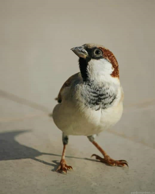White And Brown Bird On Floor Painting By Numberss.png