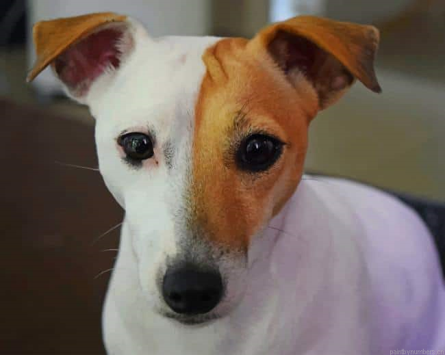 White And Brown Dog Animals Painting By Numberss.png