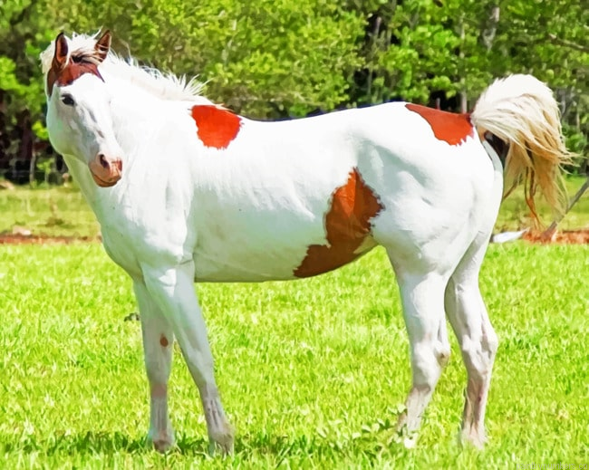 White And Brown Horse Animal Painting By Numberss.png