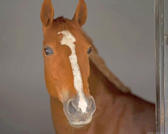 White And Brown Horse Animals Painting By Numberss.png