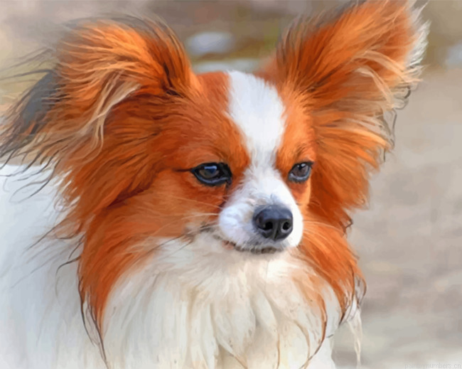 White And Brown Papillon Painting By Numbers.png