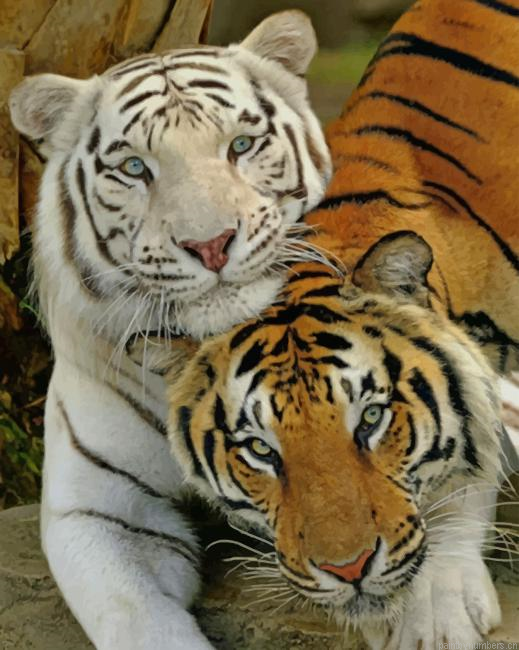 White And Brown Tiger Animals Painting By Numberss.png