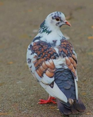 White And Gray Pigeon Painting By Numbers.png