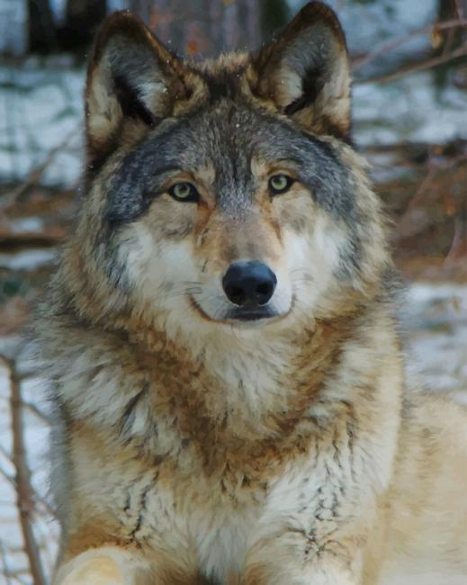 White And Grey Wolf Animals Painting By Numberss.png