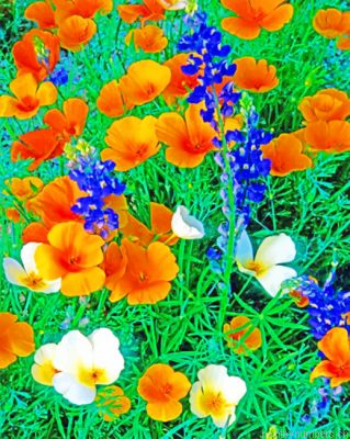 White And Orange Mexican Gold Poppies Painting By Numberss.png