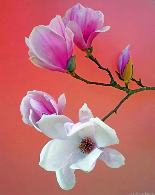 White And Pink Magnolia Flowers Painting By Numberss.png