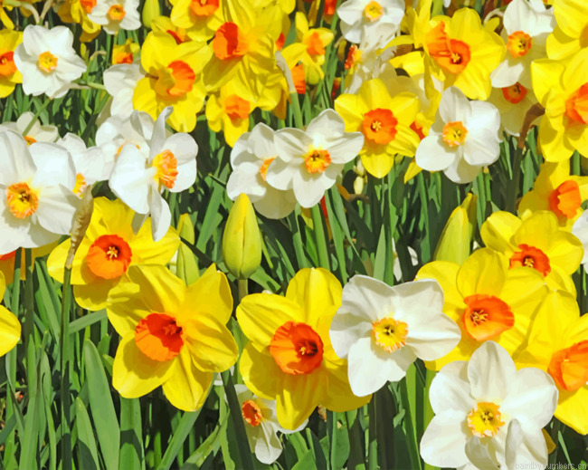 White And Yellow Daffodils Painting By Numberss.png