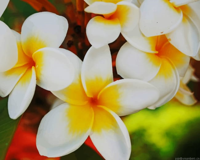 White And Yellow Flowers Painting By Numberss.png