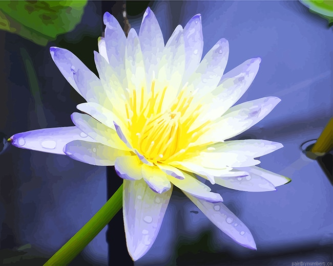 White Aquatic Plant Flowers Painting By Numberss.png