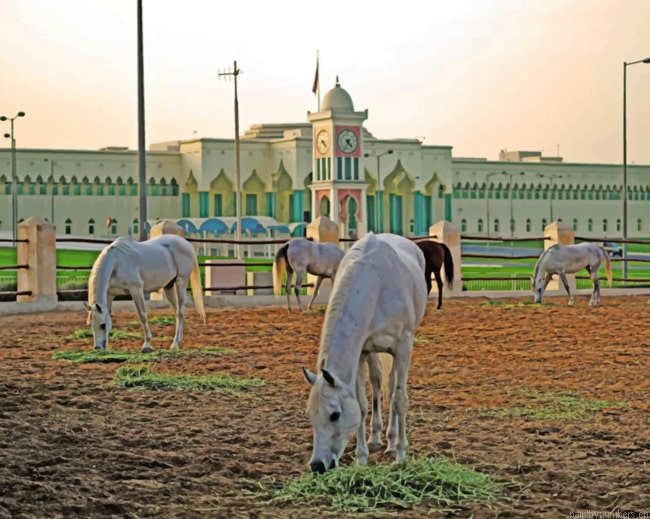 White Arabian Horse Animals Painting By Numberss.png
