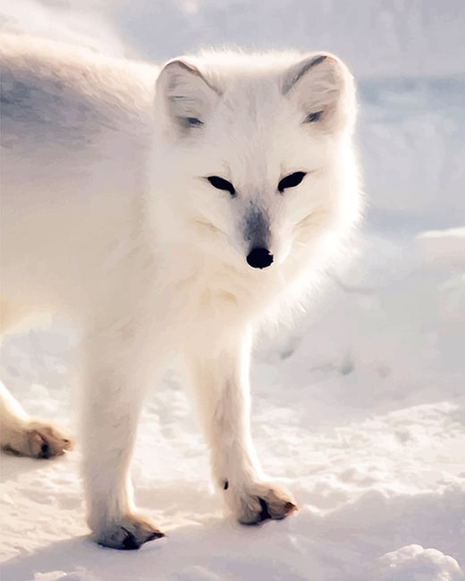 White Arctic Fox Animals Painting By Numberss.png