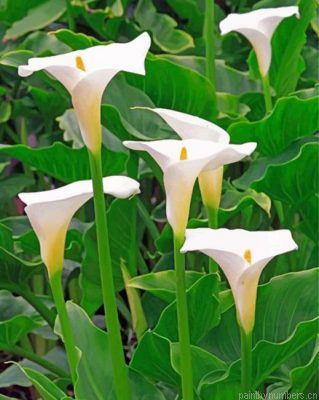 White Arum Lilies Painting By Numbers.png