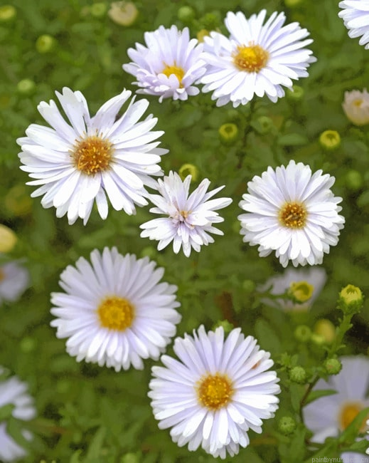 White Aster Flower Painting By Numberss.png