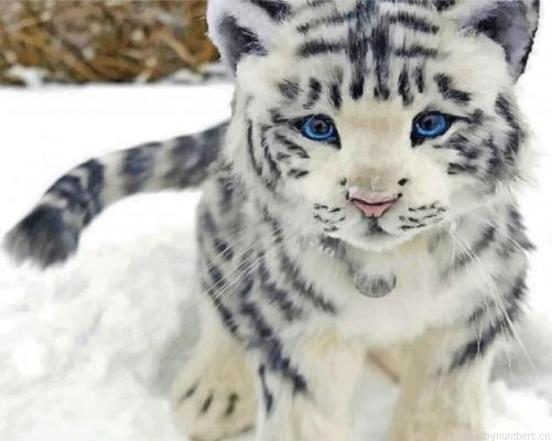 White Baby Tiger Painting By Numbers.png