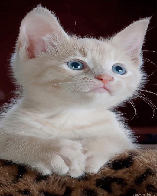 White Baby Kitten Animals Painting By Numberss.png