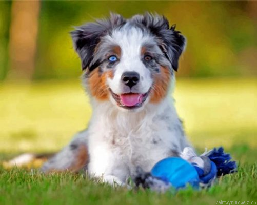 White Berger Puppy Painting By Numbers.png