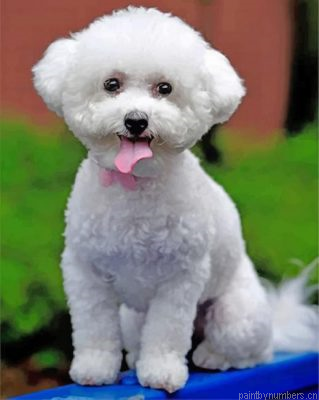 White Bichon Frise Painting By Numbers.png