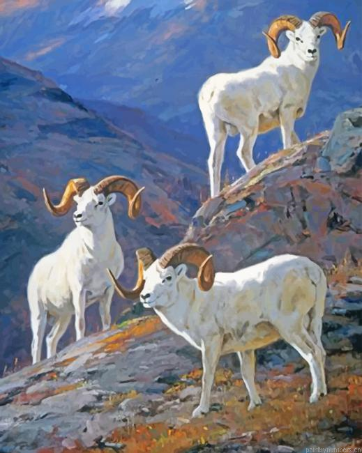 White Big Horned Sheep Animals Painting By Numberss.png