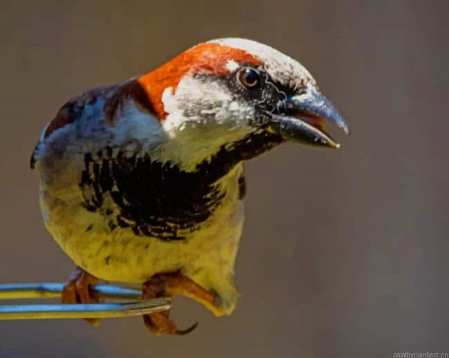White Brown Finch Bird Painting By Numberss.png