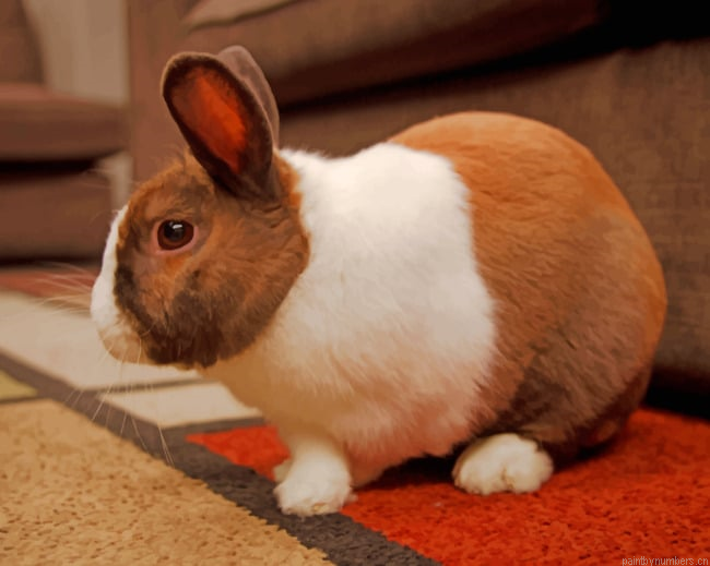 White Brown Rabbit Animals Painting By Numberss.png