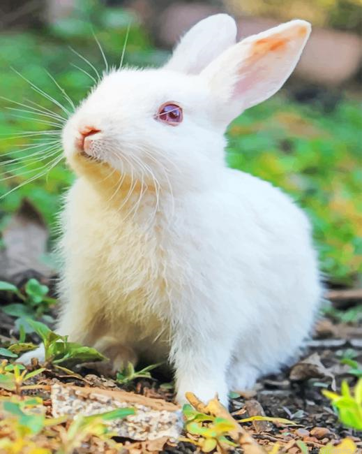 White Bunny In Garden Animals Painting By Numberss.png