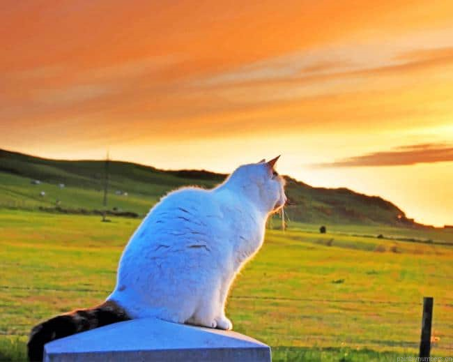 White Cat Observing The Nature Animals Painting By Numberss.png