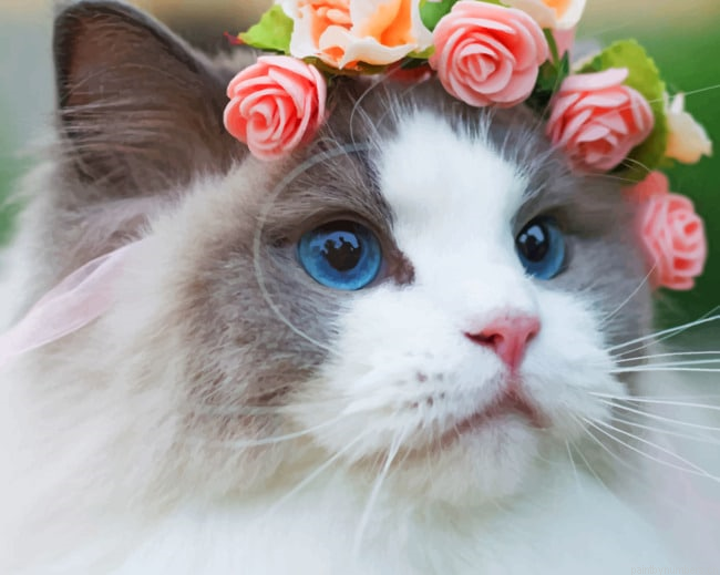 White Cat With Flowers On Head Animals Painting By Numberss.png