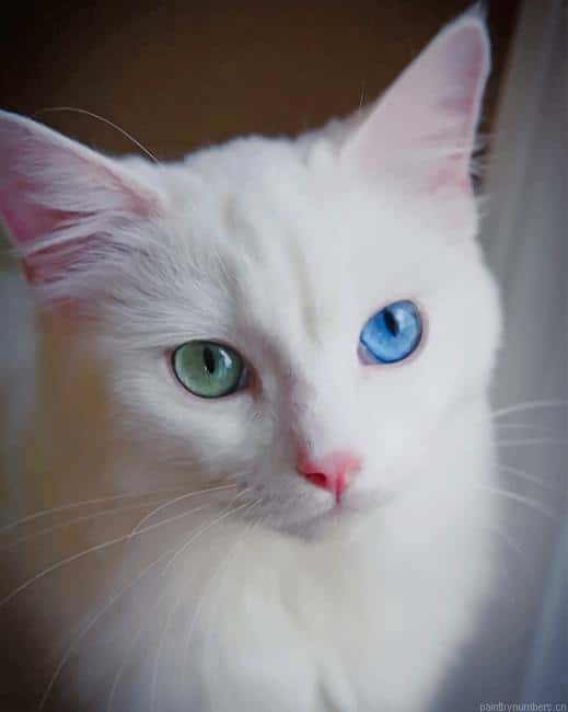 White Cat With Green And Blue Eyes Animals Painting By Numberss.png