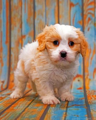 White Cavapoo Painting By Numbers.png